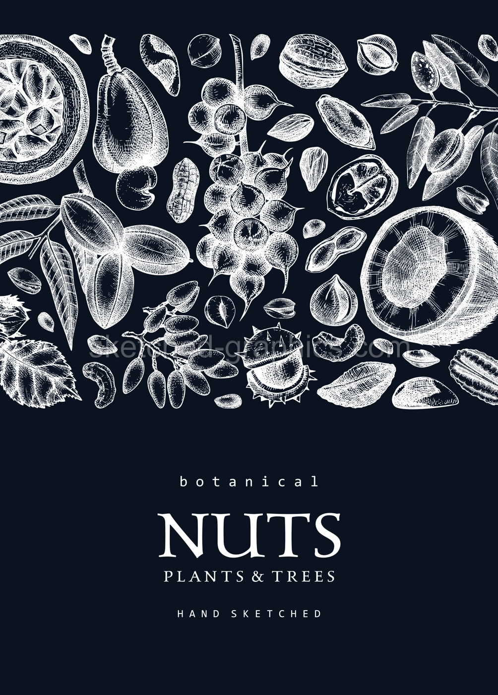 Vector nuts card  on chalkboard. Vintage nuts background in sketched style. Healthy food ingredients design template with botanical illustrations. Realistic branches, plants, nutshells sketches. Illustration